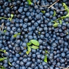 NordicNordic Bilberry Powder