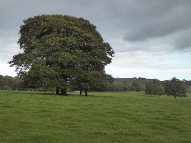 Tree in the parkland of Saltram