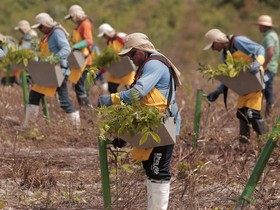 Produtor troca venda de motosserra por lucro com créditos de carbono