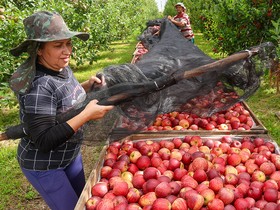 Exportação de produtos agropecuários vai depender de origem e ‘biografia’