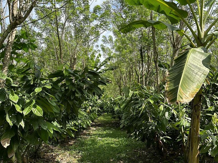 Belize grants Penn State