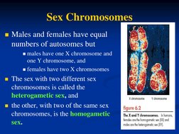 Sex Chromosomes 
Males and females have equal 
numbers of autosomes but  
males have one X chromosome and 
one Y chromosome