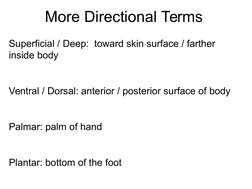 More Directional Terms
Superficial / Deep:  toward skin surface / farther 
inside body
Ventral / Dorsal: anterior / poste