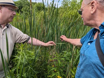 Showing top of flower stem of Common Cattail (AKA Broad-leaved Cattail) - note unopened male flowers under sheath at top stem; unopened female flowers beneath it.