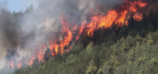 Incendi-boschivi da villaggio globale