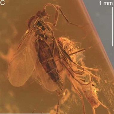 Arten Robsonomyia Henningseni tilhører myggefamilien Keroplatidae.