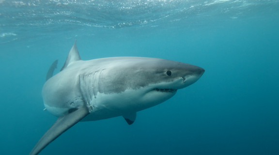 Great white shark by Alessandro De Maddalena