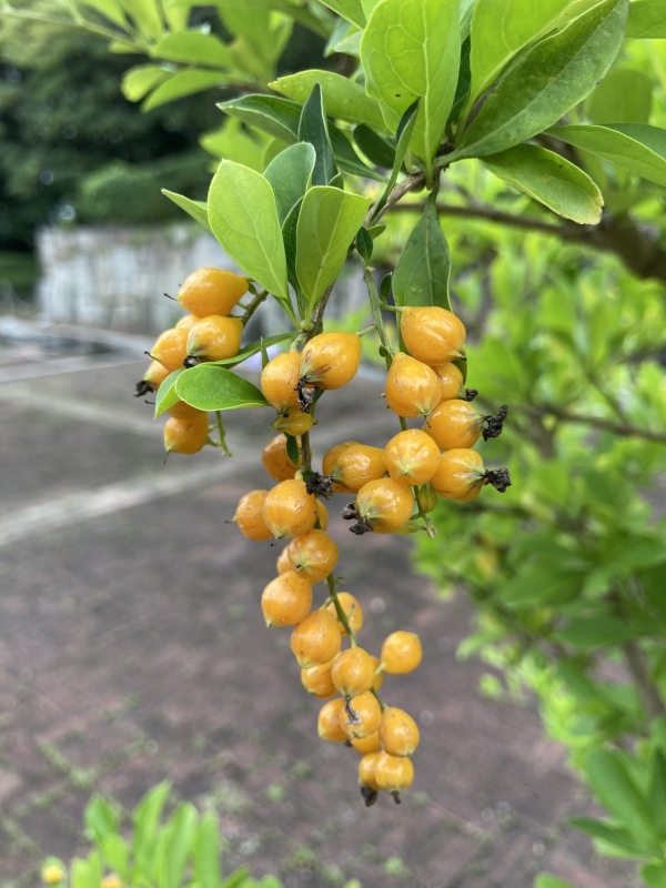 デュランタ:花ガラ摘み