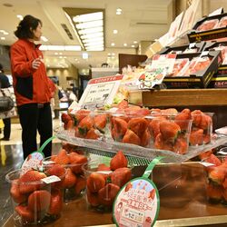 日本橋三越本店で朝採れとちあいか直送販売　県産イチゴを首都圏でＰＲ