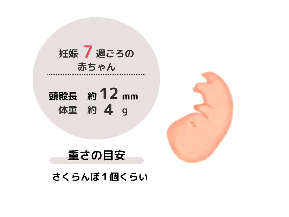 妊娠7週ごろの赤ちゃんの成長は、頭殿長約12mm、体重約4gで、重さの目安はさくらんぼ1個くらいです。