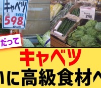 【野菜】キャベツが高級食材に！価格上昇の背景と農業の未来