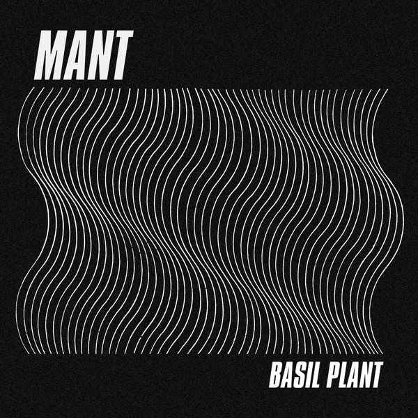 MANT|Basil Plant