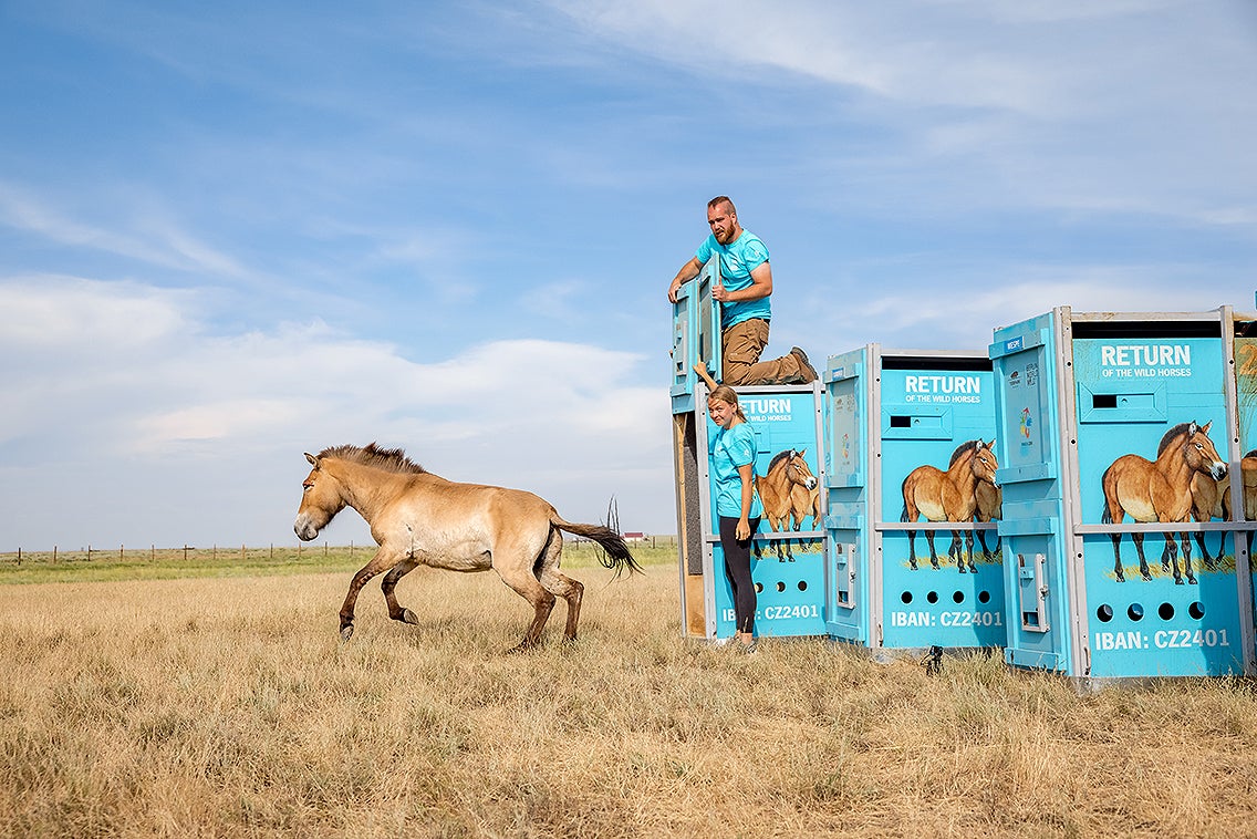 A horse runs out of a blue shipping crate