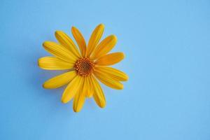 Yellow daisy flower petals on the blue background photo