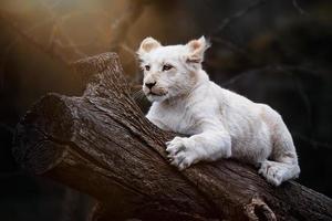 South African lion photo