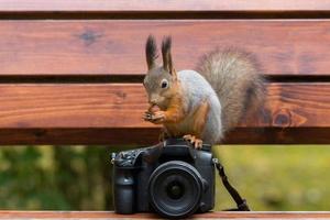 Squirrel photographs on the camera photo