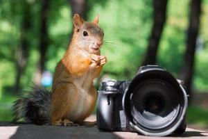 Squirrel and camera photo