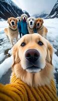 a group of golden retriever dogs wearing beautiful dog sweater photo