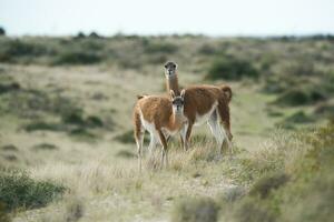 Guanaco animal in the wild, Pampas, Argentina photo