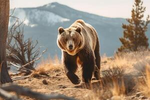 Bear in nature, national geography, Wide life animals. . photo