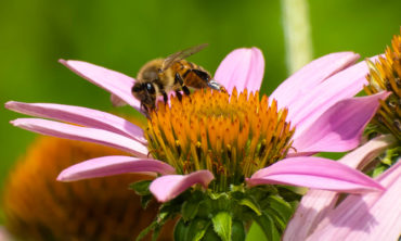 Photo of bee on Coneflower