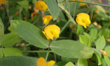 Peanut plant