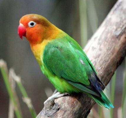 Lovebird Burung Warna-