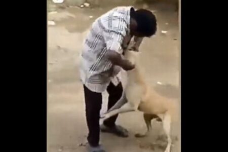 牛が男に襲い掛かり、虐待されていた犬を救う