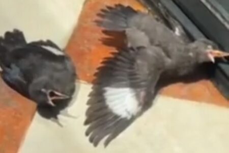 【動画】死にかけの鳥にエサをあげる→続々と鳥が死にかけ演技をする事態に！