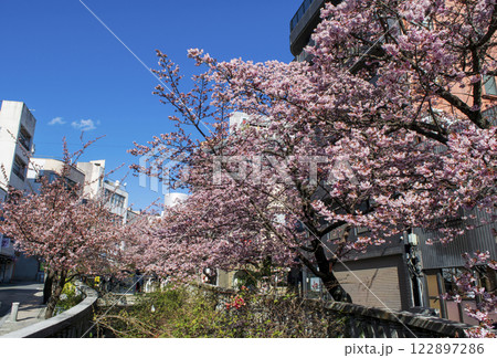 静岡県熱海市　あたみ桜　糸川遊歩道　2月上旬 122897286