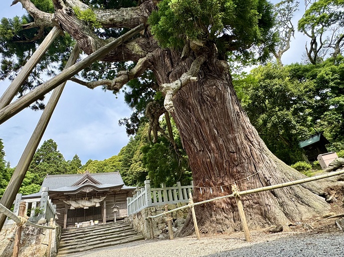 「玉若酢命神社」と八百杉