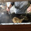 なかやしき - 料理写真:おばちゃんが焼いてるのをパシャ