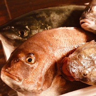 【毎朝直送】瀬戸内海の新鮮な《魚介類》