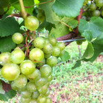 Chichibu Farmers Factory Usagida Winery - 