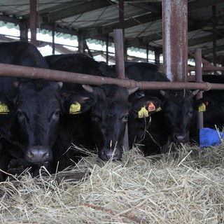 盡享南北海道·木古內町的新品牌牛肉<新金牛>