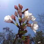 Hagino Chaya - 鶴舞公園の桜