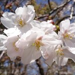 Hagino Chaya - 鶴舞公園の桜