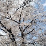 Furusato Ryokami Ryokami Konnyaku Senmon Ten - あまりにも桜がきれいなので