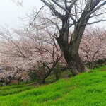 そば処 白水 -   近くの高台の公園？  桜が見頃でした。