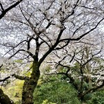 Restaurant SAKURA - 屋根の上から見た桜