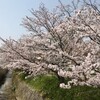 Asuka Yume Hanbaisho - 飛鳥駅前の満開の桜