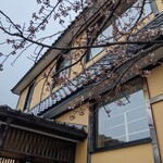 山の手温泉　食堂 - 2021/4  函館市内より一足早く咲いた桜