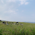 Naitai Kogen Bokujo Naitai Terrace - 