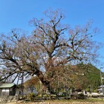 TOGO BOOKS nomadik - 野間の大ケヤキ