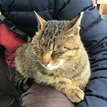 お食事処ぶなしずく(谷地温泉) - 宿で飼われている猫ちゃん