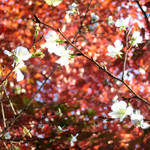 Hanami An - ＜11月＞桜と紅葉