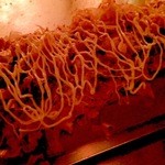 Gobansho - お好み焼きミックス玉　970円