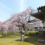 cafe KARIN - 醍醐寺の桜