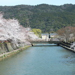 cafe KARIN - 岡崎・疎水の桜