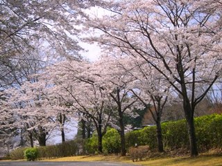 58 Lohas Kitchen - 進入路は桜並木になり、お花見も出来ますよ